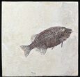 Uncommon Phareodus Fish Fossil - Wyoming #31832-1